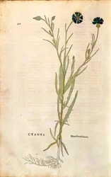 Ruiskukka (Centaurea cyanus), Leonhart Fuchs julkaisusta De historia stirpium commentarii insignes (merkittäviä kommentteja kasvien historiasta), värillinen kaiverrus