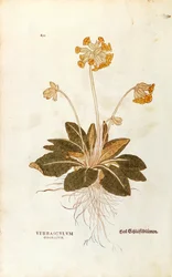 Lehmänkelkka - Primula veris officinalis (Verbasculum odoratum), kirjoittanut Leonhart Fuchs julkaisusta De historia stirpium commentarii insignes (merkittäviä kommentteja kasvien historiasta), värillinen kaiverrus