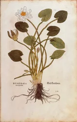 Euroopan valkoinen lumme tai valkoinen lootus - Nymphaea alba (Nymphaea candida), kirjoittanut Leonhart Fuchs julkaisusta De historia stirpium commentarii insignes (Huomattavia kommentteja kasvien historiasta), värillinen kaiverrus
