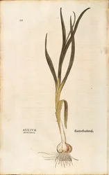 Valkosipuli - Allium sativum (Allium hortense), Leonhart Fuchs, teoksesta De historia stirpium commentarii insignes (Huomionarvoisia kommentteja kasvien historiasta), värillinen kaiverrus.