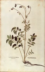 Great burnet - Sanguisorba officinalis (Sanguisorba major), kirjoittanut Leonhart Fuchs De historia stirpium commentarii insignesista (Huomattavia kommentteja kasvien historiasta) värillinen kaiverrus