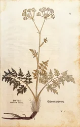 Sian fenkoli - Peucedanum cervaria (Dauci tertium-suku) Leonhart Fuchs De historia stirpium commentarii insignesista (Huomattavia kommentteja kasvien historiasta) värillinen kaiverrus
