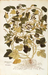 Ivy (Hedera helix nigra aurea), Leonhart Fuchs julkaisusta De historia stirpium commentarii insignes (Huomattavia kommentteja kasvien historiasta), värillinen kaiverrus