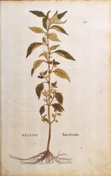 Seinämäinen tai lichwort - Parietaria officinalis (Helxine), kirjoittanut Leonhart Fuchs julkaisusta De historia stirpium commentarii insignes (merkittäviä kommentteja kasvien historiasta) värillinen kaiverrus