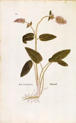 Violetti betonia tai piispanvierre - Stachys officinalis (Betonica), kirjoittanut Leonhart Fuchs julkaisusta De historia stirpium commentarii insignes (merkittäviä kommentteja kasvien historiasta) värillinen kaiverrus