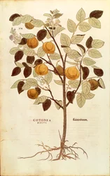 Quince - Cydonia oblonga (Cotonea malus), Leonhart Fuchs kirjasta De historia stirpium commentarii insignes (merkittäviä kommentteja kasvien historiasta), värillinen kaiverrus