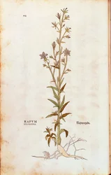 Rampionin kellokukka - Campanula rapunculus (Rapum sylvestre) Leonhart Fuchsin teoksesta De historia stirpium commentarii insignes (Huomionarvoisia kommentteja kasvien historiasta) värillinen kaiverrus.