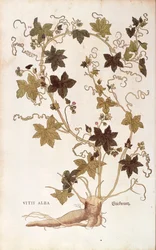 Punainen bryony - Bryonia dioica (Vitis alba), Leonhart Fuchs De historia stirpium commentarii insignesista (Huomattavia kommentteja kasvien historiasta), värillinen kaiverrus