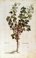 Punaherukka (Ribes rubrum) Leonhart Fuchsin kirjoittama De historia stirpium commentarii insignes -teoksesta.
