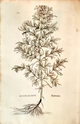 Rosmariini, Rosmarinus Officinalis (Rosmarinus). värillinen kaiverrus