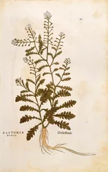 Paimenen kukkaro - Capsella bursa-pastoris (Pastoria bursa) Leonhart Fuchsin teoksesta De historia stirpium commentarii insignes (Huomionarvoisia kommentteja kasvien historiasta), värillinen kaiverrus.