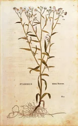 Aivastama - Achillea ptarmica (Ptarmice), kirjoittanut Leonhart Fuchs De historia stirpium commentarii insignesista (merkittäviä kommentteja kasvien historiasta) värillinen kaiverrus