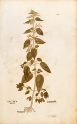 Nokkonen - Urtica dioica (Urtica maior), kirjoittanut Leonhart Fuchs julkaisusta De historia stirpium commentarii insignes (merkittäviä kommentteja kasvien historiasta), värillinen kaiverrus