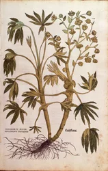 Haiseva hellebore tai lanta - Helleborus foetidus (Helleborus niger adulterinus sylvestris), kirjoittanut Leonhart Fuchs teoksesta De historia stirpium commentarii insignes (Huomattavia kommentteja kasvien historiasta), värillinen kaiverrus