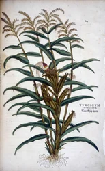 Turkish Grain (Mis) - Leonhart Fuchsin teoksessa "The History of Races of Notable Commentaries"