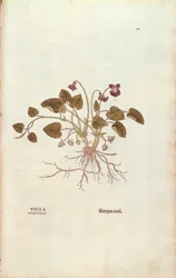 Violetti (Viola odorata), Leonhart Fuchs teoksesta De historia stirpium commentarii insignes (Huomattavia kommentteja kasvien historiasta), värillinen kaiverrus