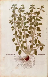 Valkoinen Horehound (Marrubium vulgare), Leonhart Fuchs De historia stirpium commentarii insignesista (Huomattavia kommentteja kasvien historiasta) värillinen kaiverrus