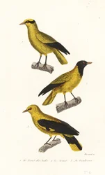 Oriole lajit.