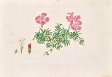 Alppinelikko (Dianthus alpinus)