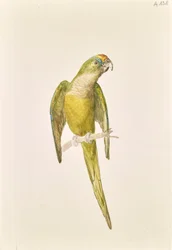 Papukaija