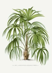 Xxiv Acanthorhiza Aculeata