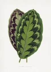 Calathea Veitchiana -lehtikuvitus