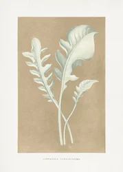 Centaurea Candidissima -lehden piirros