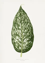 Dieffenbachia Seguina -lehtikuvitus