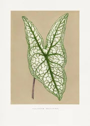 Vihreän Caladium Belleymii -kasvin lehtikuvitus