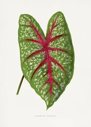 Vihreän Caladium Chantini -kasvin lehtikuvitus