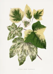 Vihreän lehden kuvitus