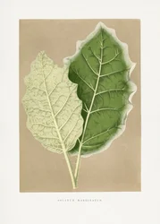 Vihreän Solanum marginatum -kasvin lehtikuvitus