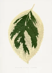 Hydrangea Japonica Variegata -lehden kuvitus