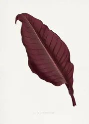 Vaaleanpunaisen Canna atronigricans -kasvin lehtikuvitus