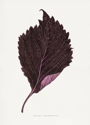 Vaaleanpunaisen perillan (Nankinensis) lehtikuvitus