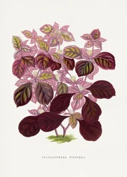 Vaaleanpunaisen Teleianthera Ficoidea -kasvin lehtikuvitus