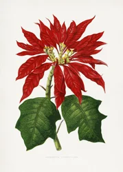 Poinsettia pulcherrima -lehden kuvitus
