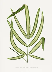 Pteris Cretica -lehden piirros