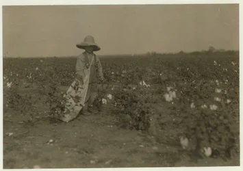 5-vuotias Willie Hesse poimii 15 kiloa puuvillaa päivässä vanhempiensa 80 hehtaarin maatilalla lähellä West, Texas, 1913