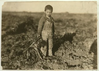 6-vuotias Jo vetää sokerijuurikkaita maatilalla lähellä Sterlingiä Coloradossa, 1915