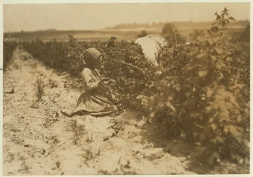 Kuusivuotias puolalaistyttö poimimassa marjoja koko päivän perheensä (Scholtz) kanssa Rock Creekissä lähellä Baltimorea, Marylandissa, 1909