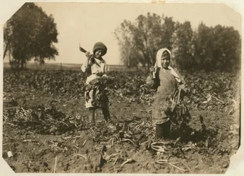 Amelia ja Mary Luft, 9 ja 12, leikkaamassa sokerijuurikasta maatilalla lähellä Sterlingiä Coloradossa, 1915