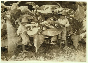 Amos 6 ja Horace 4 mato- ja imitupakkakasveja koko päivän isälleen John Nealille Warren Countyssa, Albatonissa, Kentuckyssa, 1916