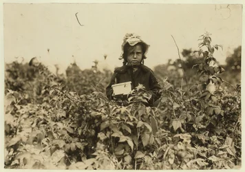 Annie Bissie poimimassa marjoja pelloilla lähellä Baltimorea Marylandissa, 1909