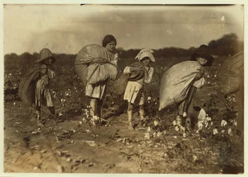 Edith 5 ja Hughie 6 poimivat puuvillaa koko päivän, Alton 7 poimii 50 puntaa ja Ruth 9 poimii 75, H.M. Lanen maatila, Bells, Texas, 1913