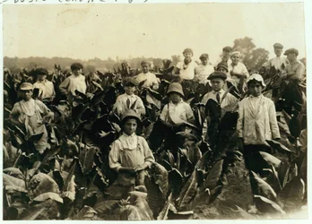 Goodrichin tupakkatila, lähellä Gildersleeveä, Connecticut, 1917.