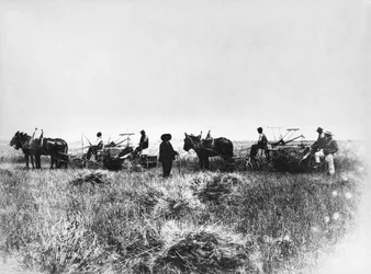 Heinän leikkaaminen Policoron pelloilla, maanviljelijät hevosten ja kärryjen kanssa, Basilicata, 1900-luvun alku, Italia, 1900-luku