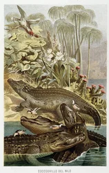 Niilin krokotiilit (crocodylus niloticus) - A.E.:n teoksessa The Life of Animals. Brehm, Torino