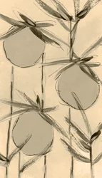 Sepia-puuvillakasvit