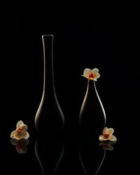 Elegantit orkidean heijastukset